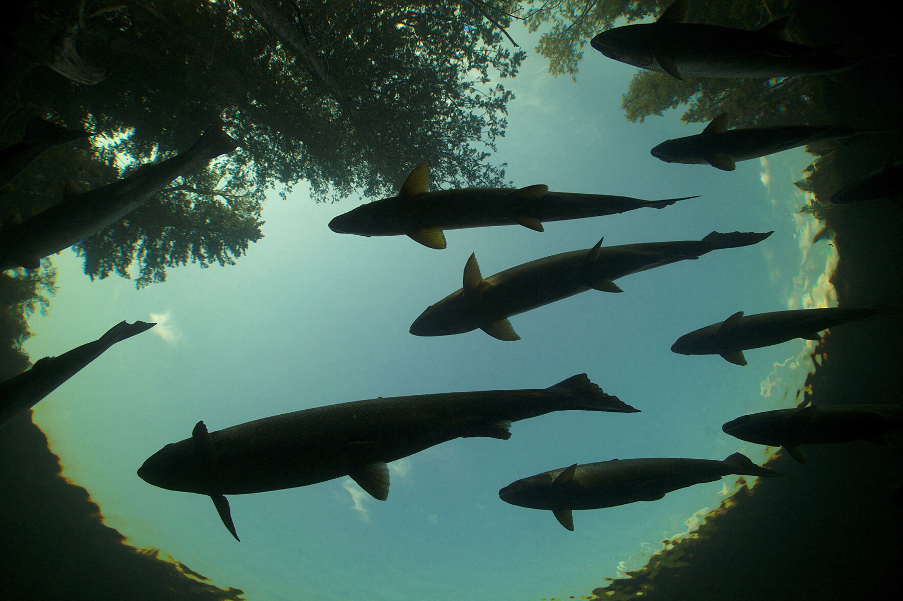 Freshwater animals